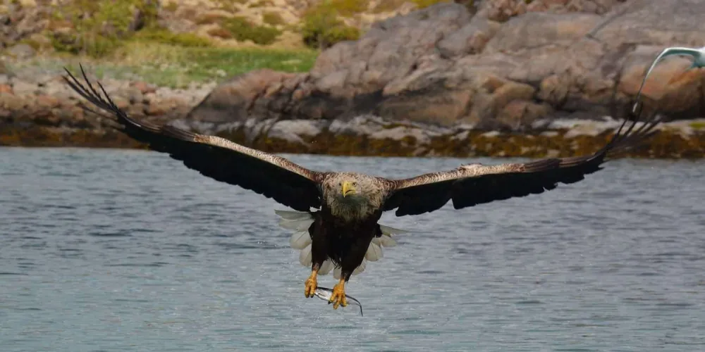 A white-tailed sea eagle soaring with wings fully spread