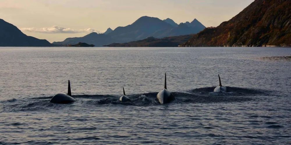 Calm fjord ringed by dark coastal mountains on the sea eagle safari