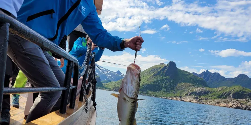From Svolvaer: Lofoten Fishing Boat Cruise