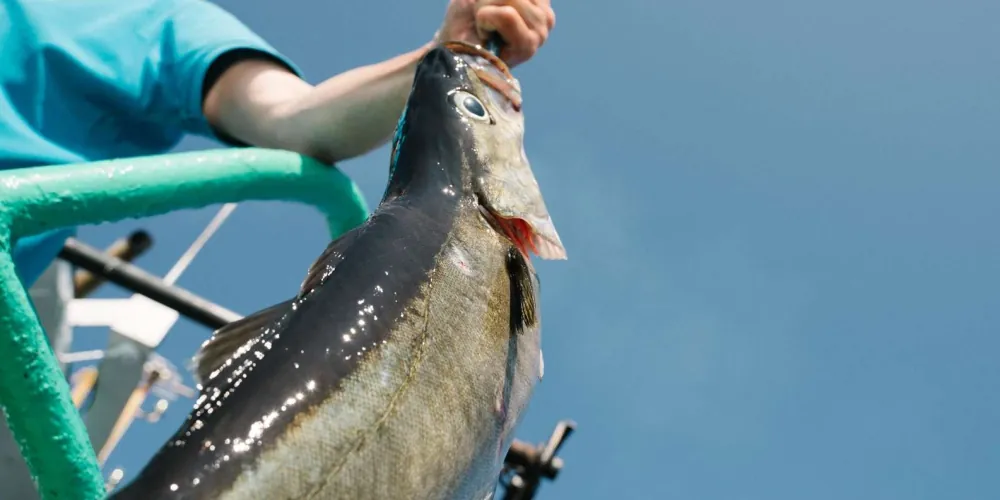 A large cod landed on the rod on the deck of the fishing boat