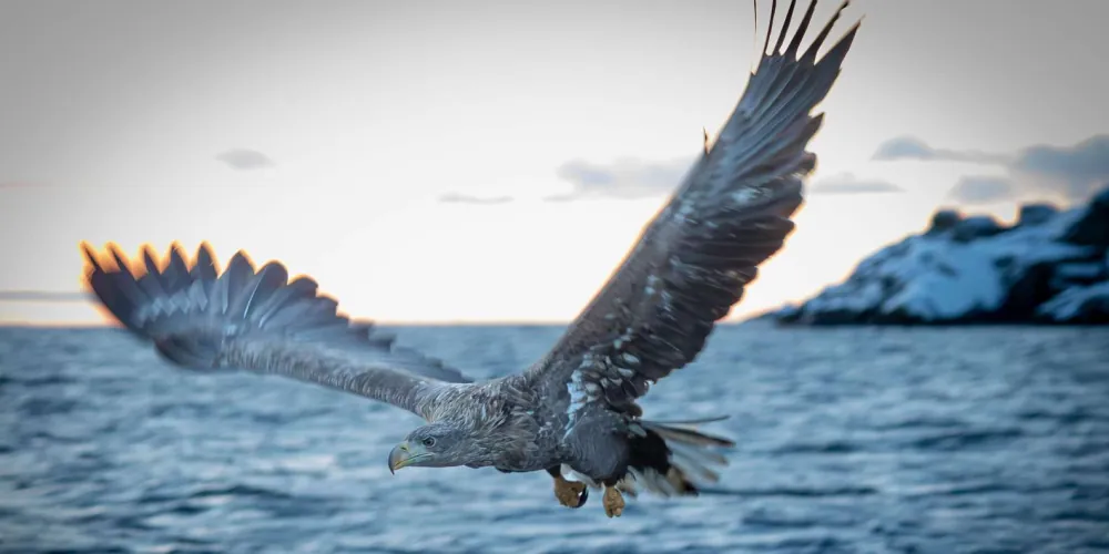 A sea eagle swooping to the surface to snatch a fish beside the boat